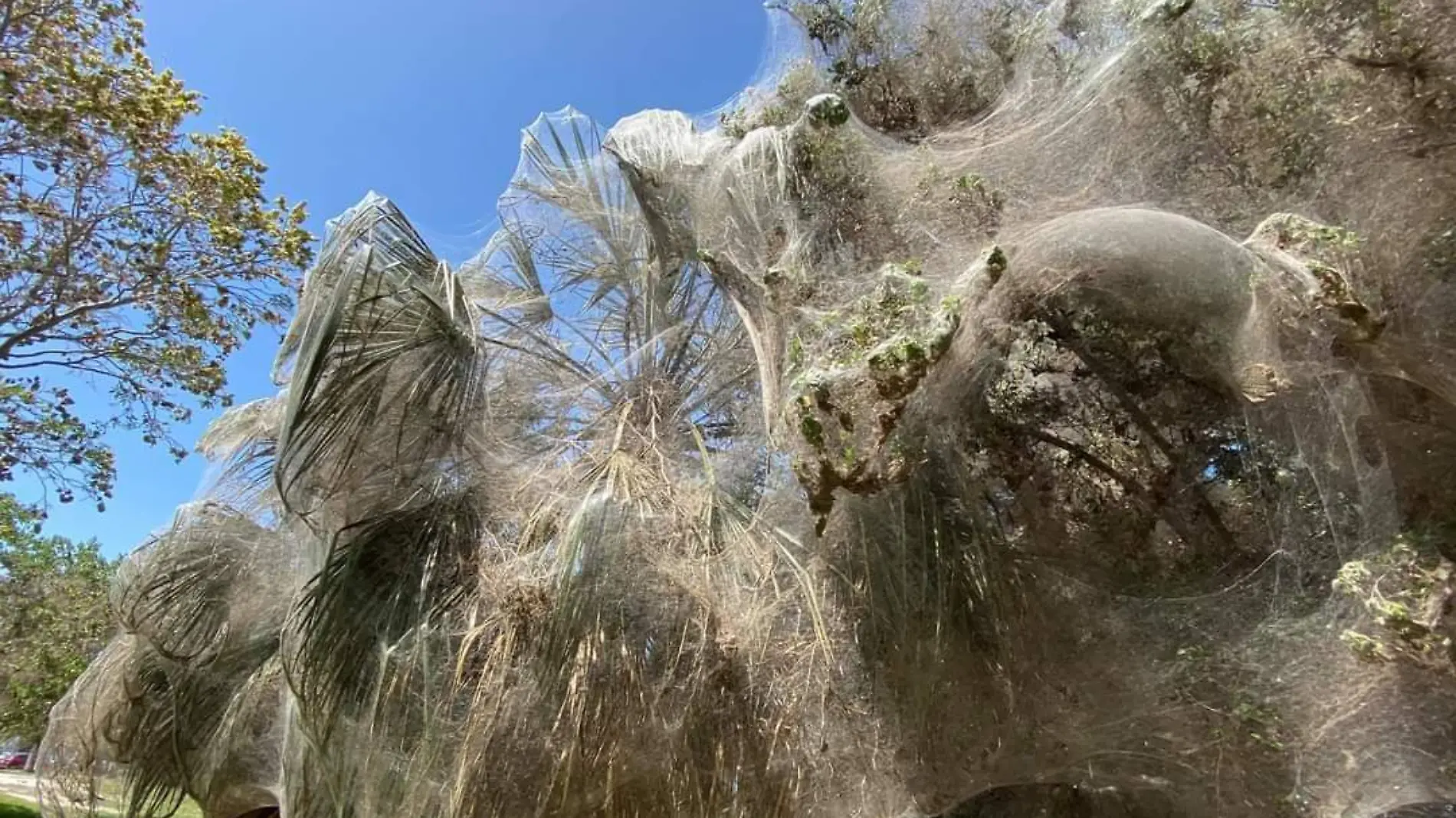 arboles arañas